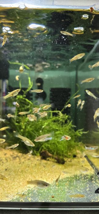 Gupik endlera blue japan