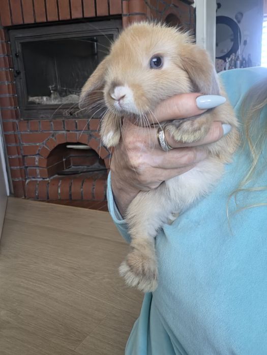 Króliczki Mini lop hodowla zarezerwowana
