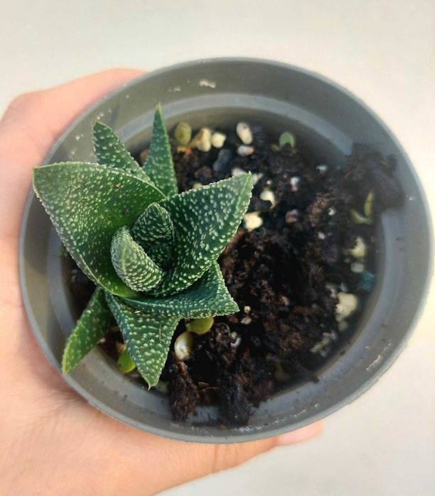 Suculentas 2€ cada