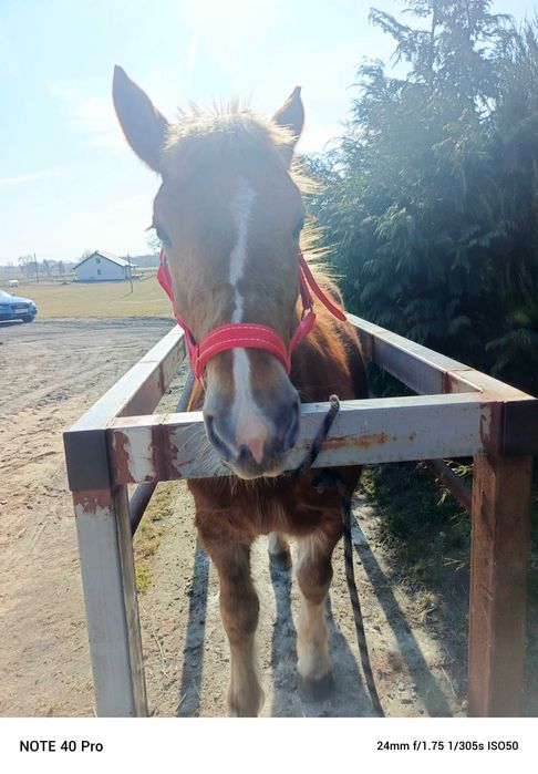 Klaczka sztumska roczna