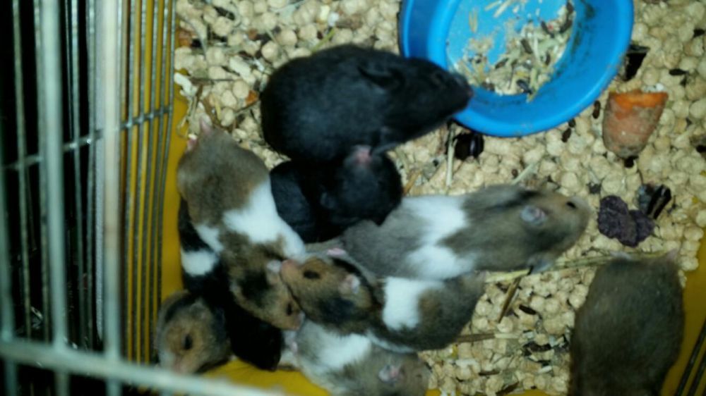 Chomik syryiski 6 tyg.