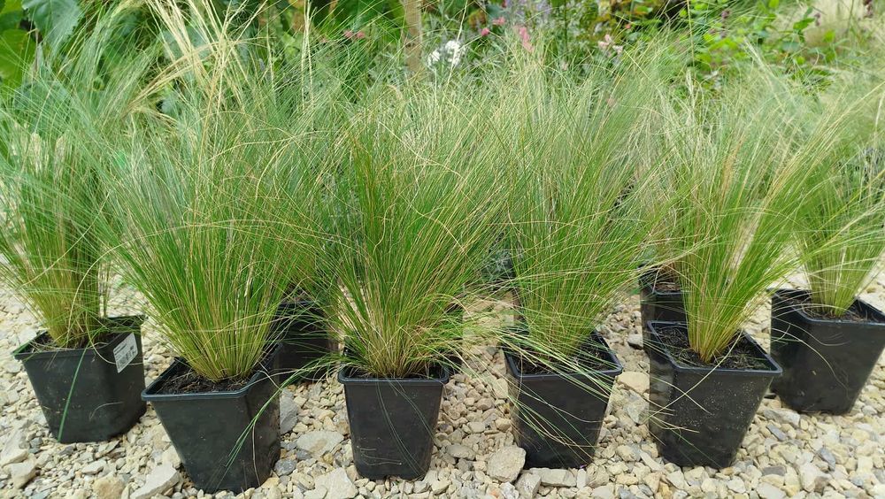 Ostnica PONY TAILS zestaw 10 szt. 1L