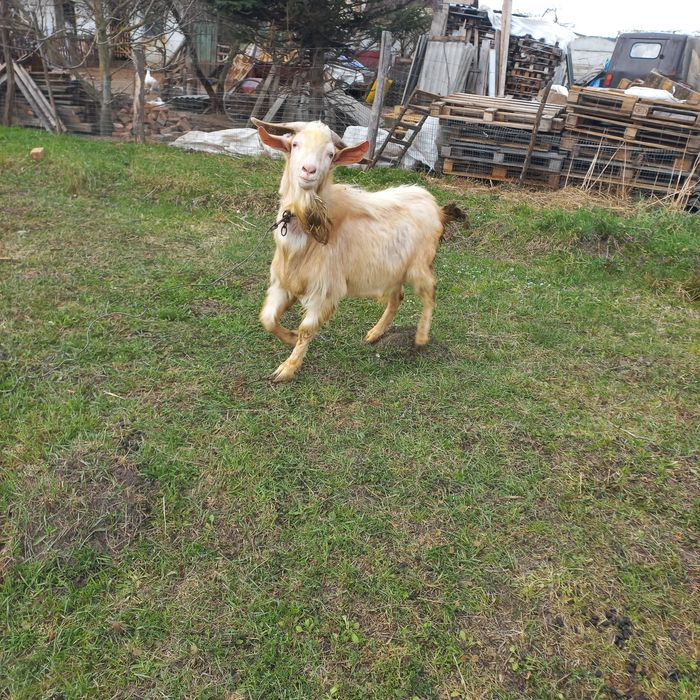 Цап,козел.продам
