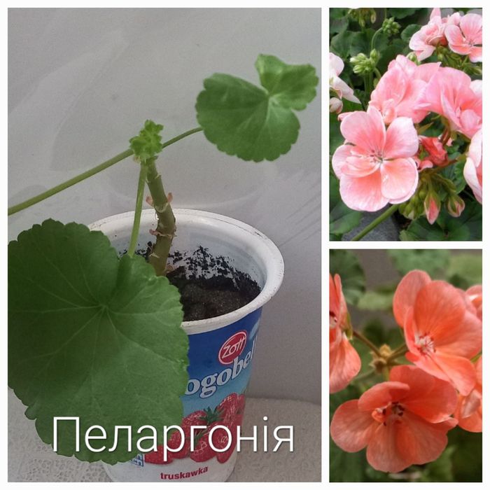 Кімнатні рослини. Тільки Львів.