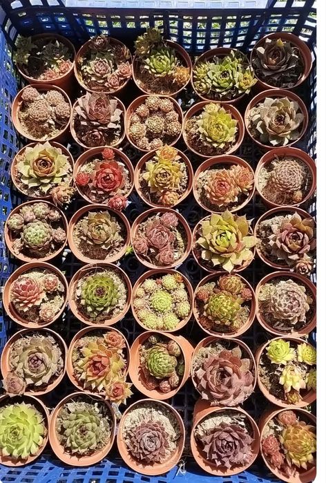 Specjalne zamówienie dla Pani Joanny.