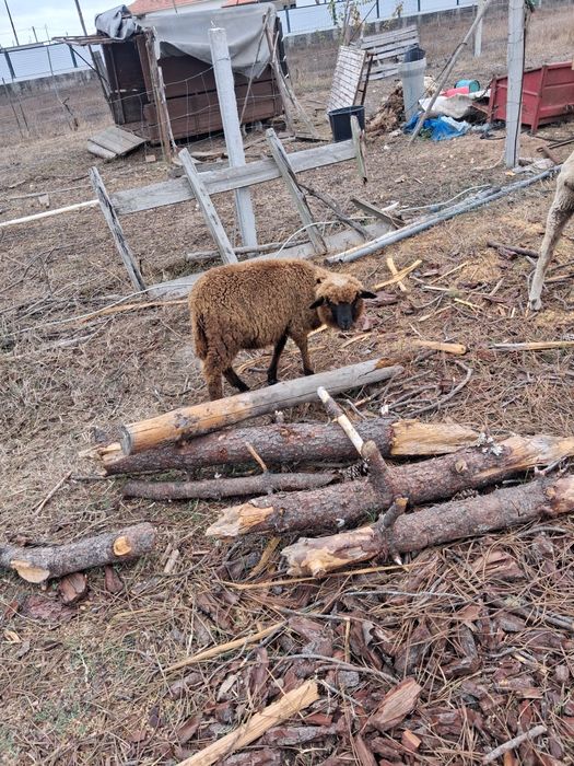 Borrega para venda