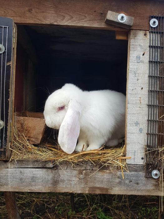 Sprzedam Baran,Barny Francuskie