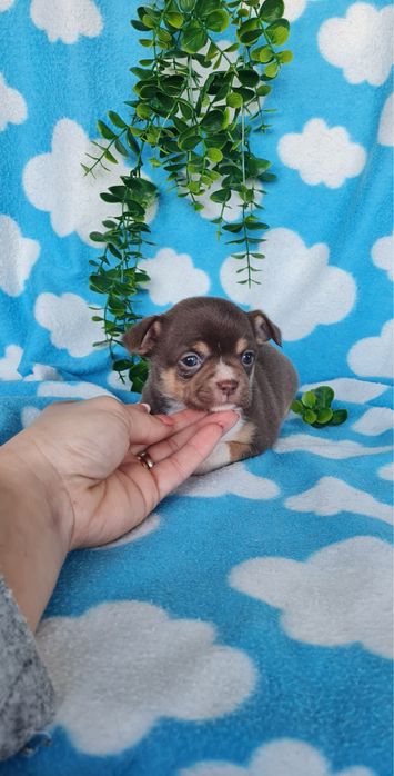 Excelente mini menina Chihuahua/Chiuaua de Qualidade, Linhagem Russa