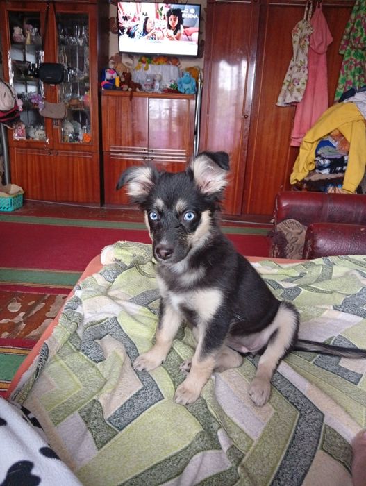 Собачка маленькой породы