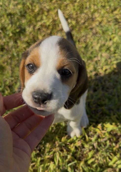Beagle excelente