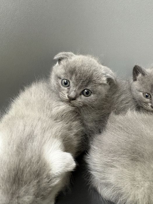 Котики    британці