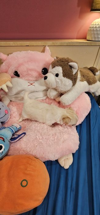 Janusz chihuahua Łążynek