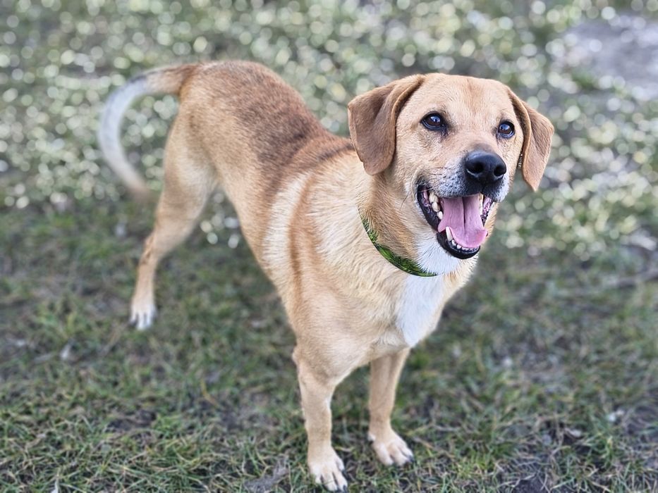 Do adopcji bardzo przyjazny Junior
