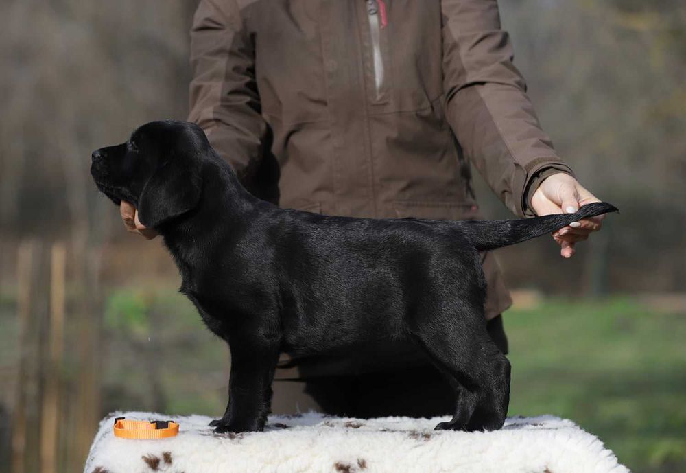 Пропоную чорну дівчинку лабрадора віком 2 місяця