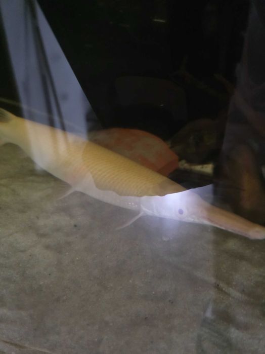 Gar Florida albina