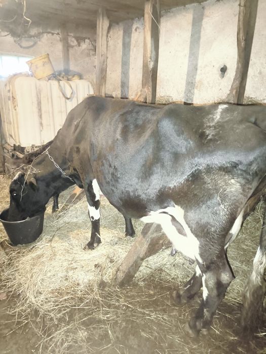 Продається корова