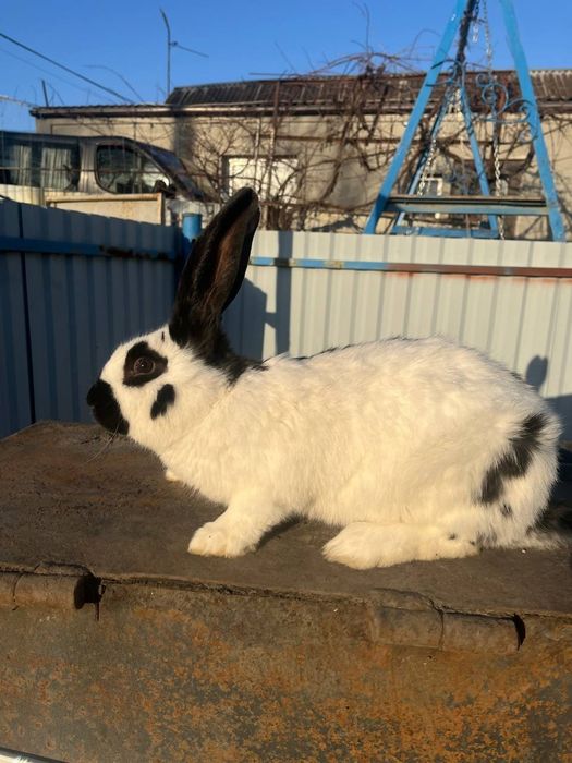 Німецький строкатий велетень