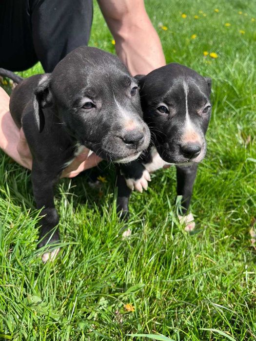 Amstaff amstaff samica
