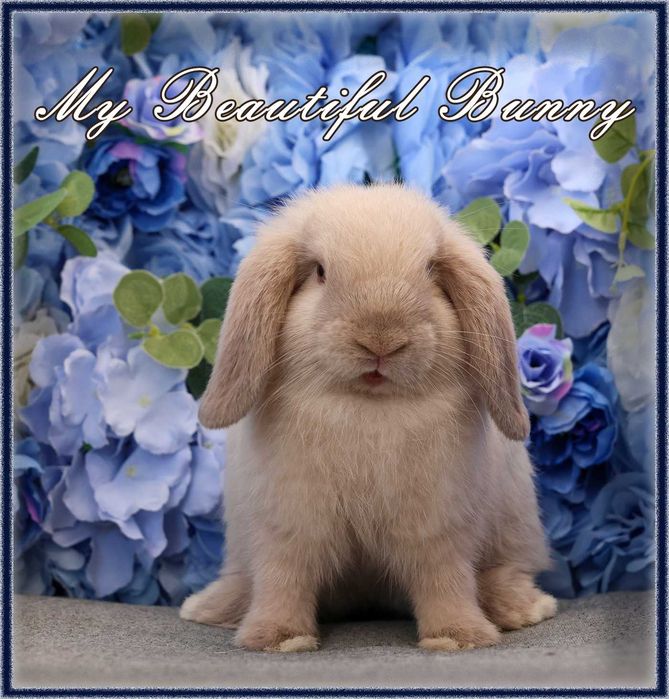 Młody Piękny Króliczek 100% Mini Lop - Sallander