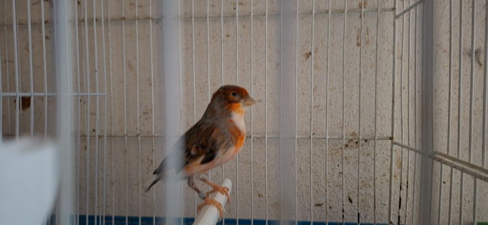 Canários arlequim