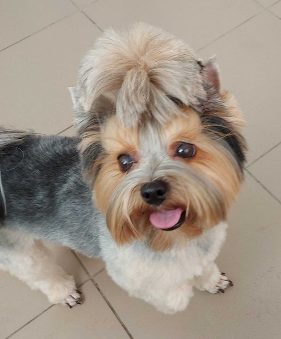 Йоркширский терьер ищет себе подружку для вязки