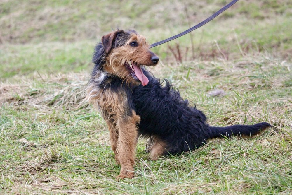Vasco w typie terriera szuka domu