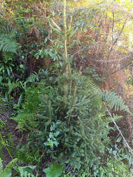 Pinheiro de Natal naturais