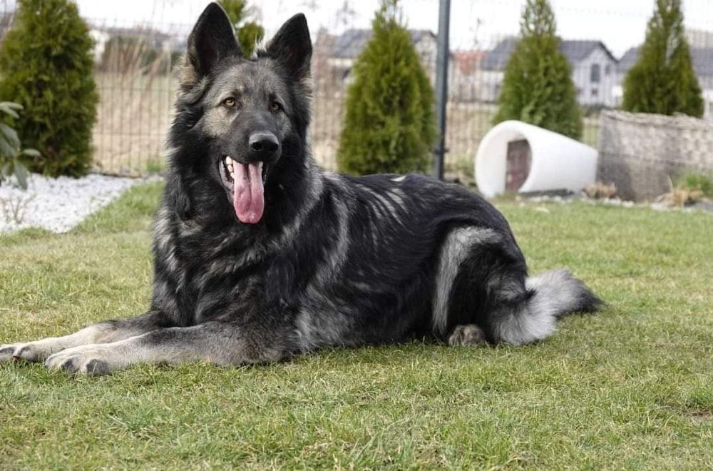 Owczarek staroniemiecki