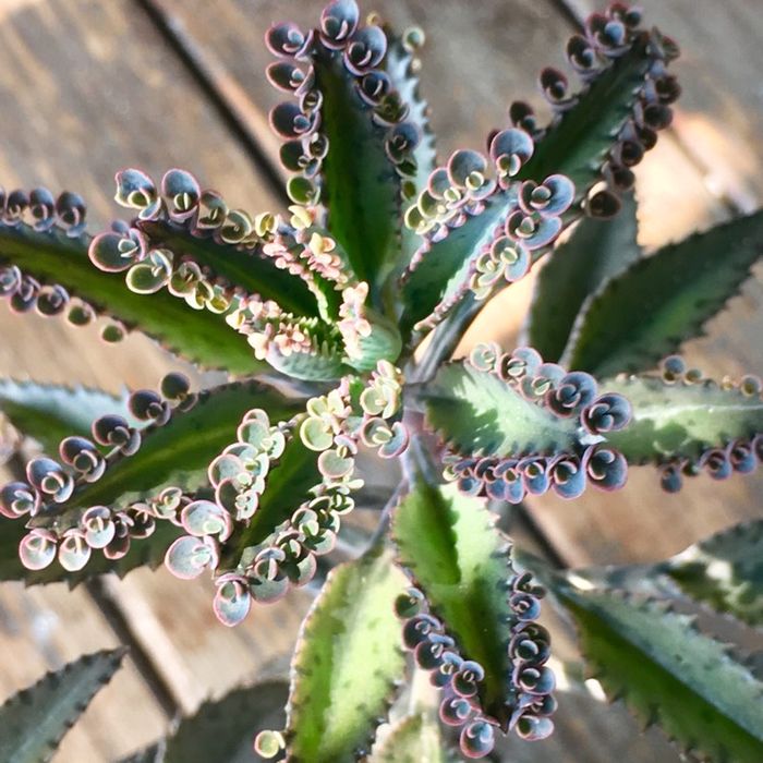 Suculenta Aranto Mae De Milhares Kalanchoe x Houghtonii Cacto Cancro