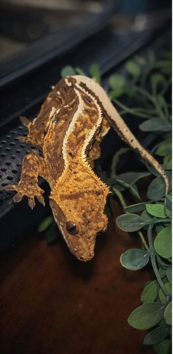 Sprzedam gekona orzęsionego z całym wyposażeniem