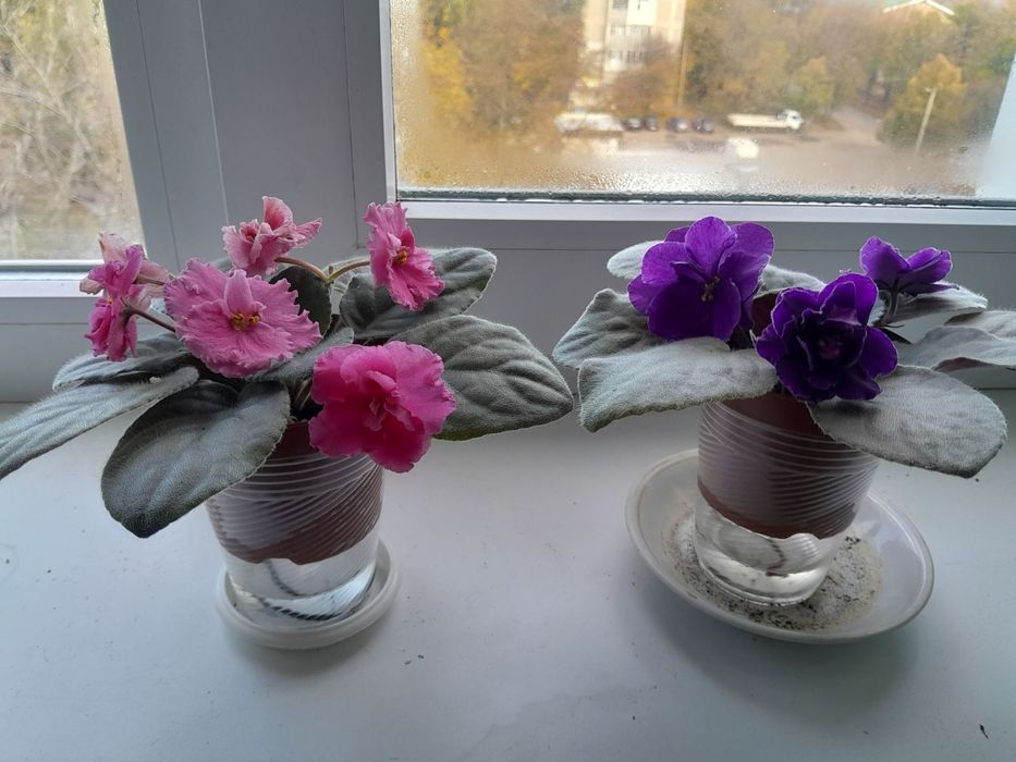 Красиві фіалки кімнатні