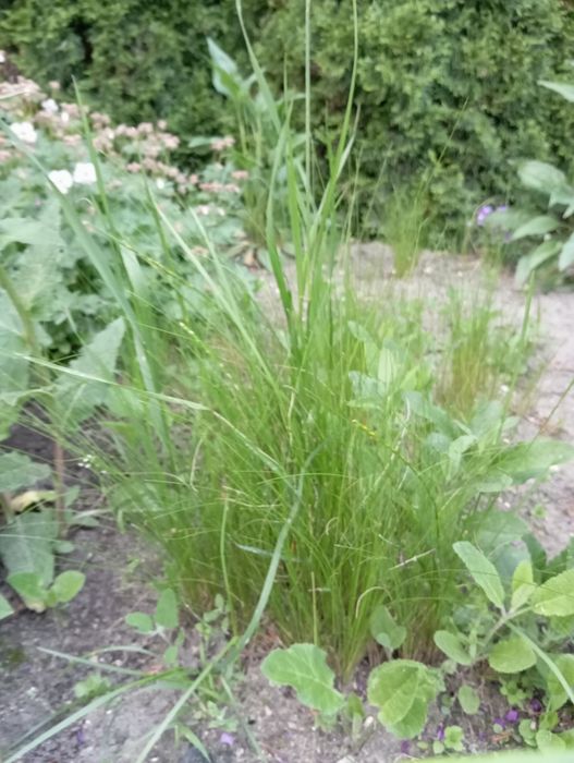 Stipa.   sadzonki.