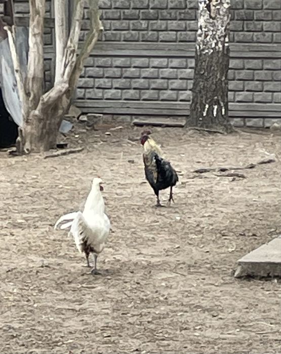 Koguty kury zwierzęta na dalszy chów