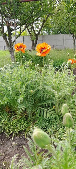 Продам мак декоративний багаторічний.