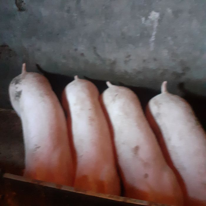 Venda de suinos pietran