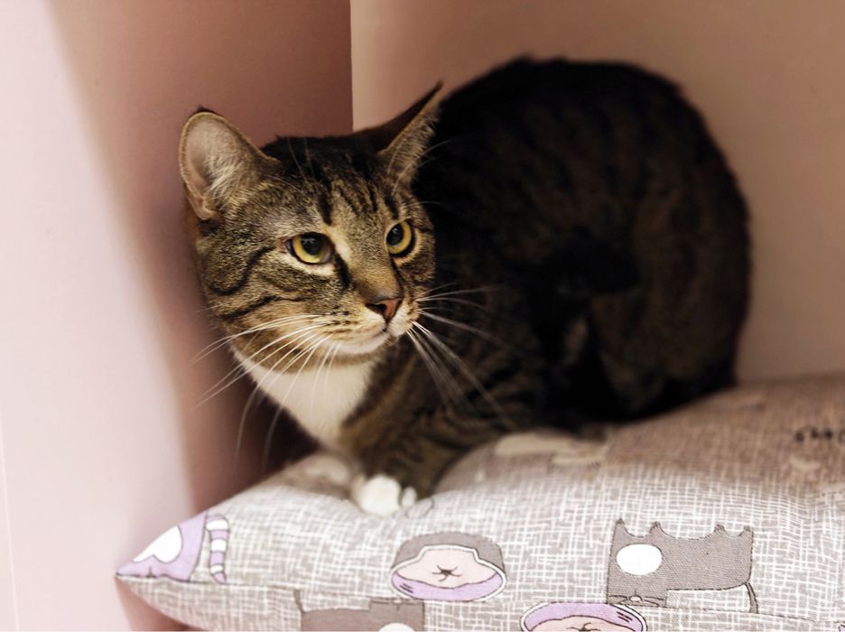 Котик Кузя в гарну родину.1 рік.Стерилізований.Кіт.Коти