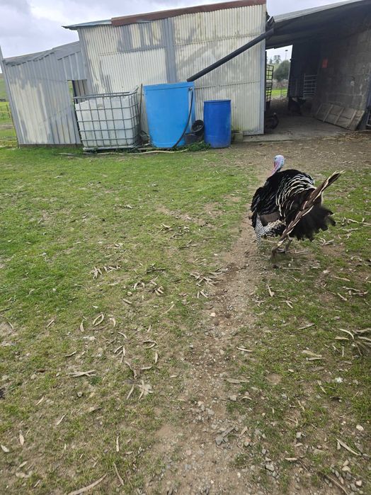 Peru adulto para mudar de capoeira