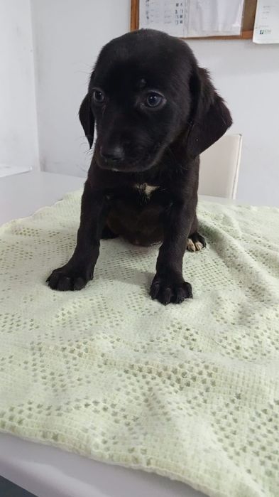 2 meninas  e 1 menino com 2 mesinhos para adopção