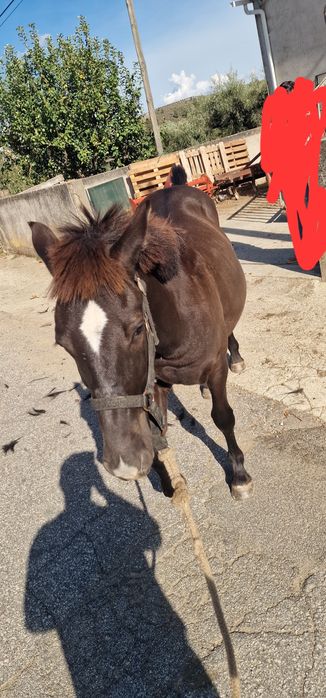 Poldro cruzado de percheron