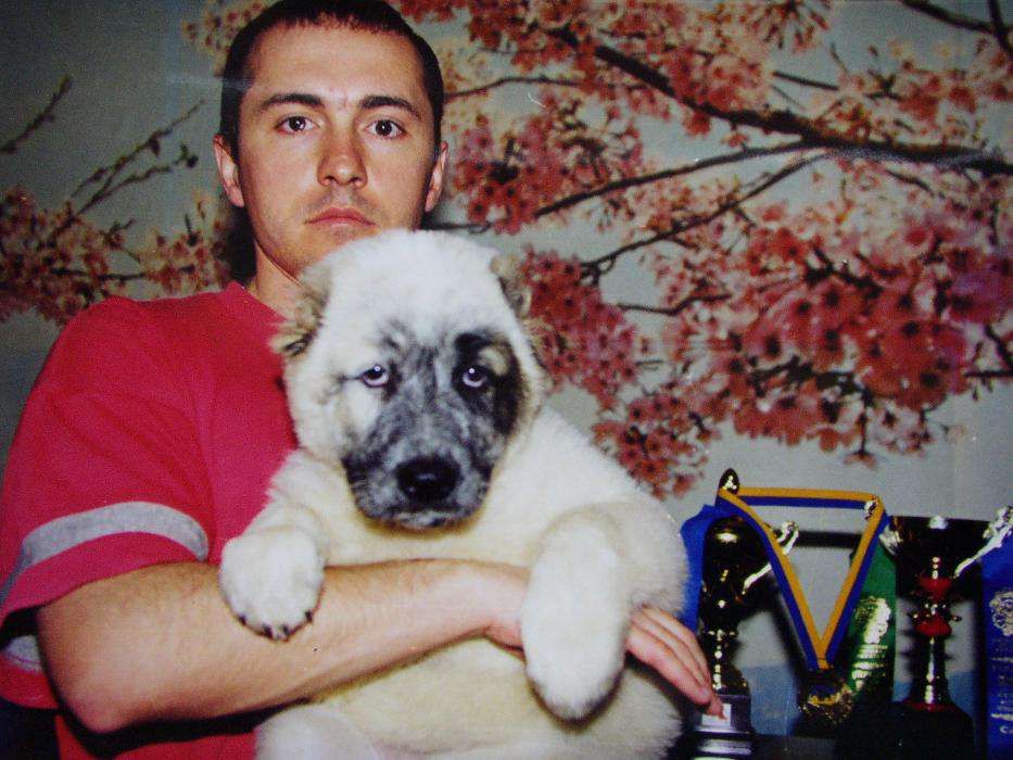 Туркменський Алабай