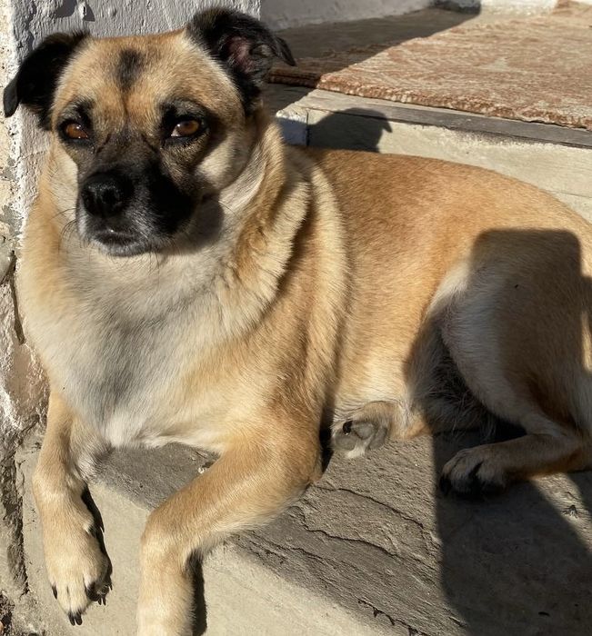 Цуценя дівчинка