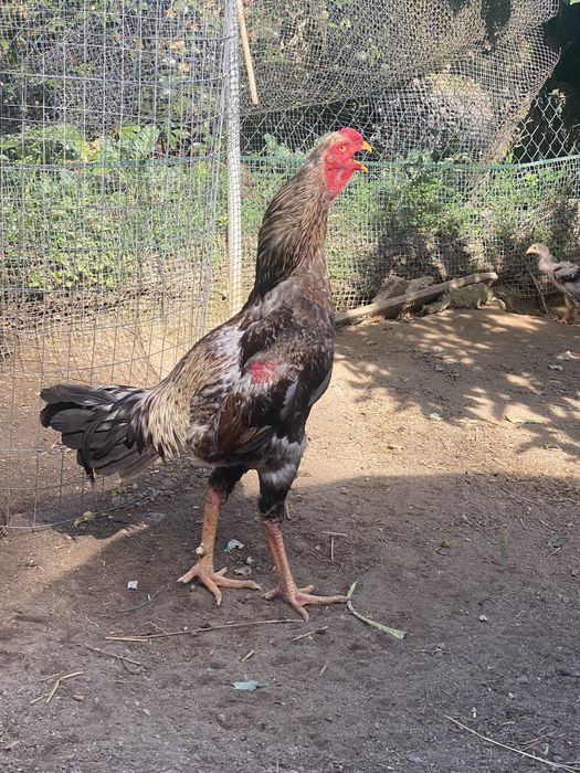 Ovos da raça indio gigante