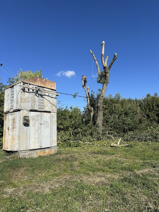 Зпиляти дерево, спилить дерево