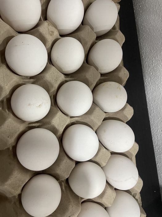 Ovos Leghorn White puros