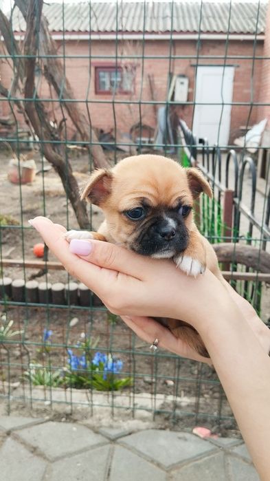 Собака  чіхуахуа