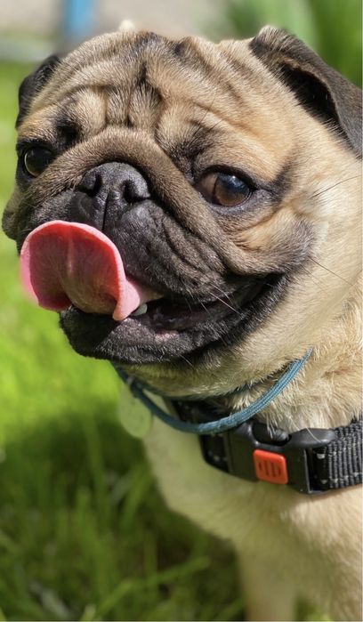 В’язка мопса!