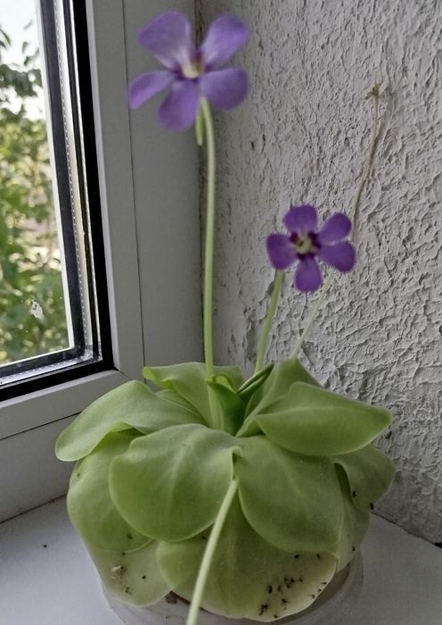 Жирянка (Товстянка) Хижа комахоїдна рослина