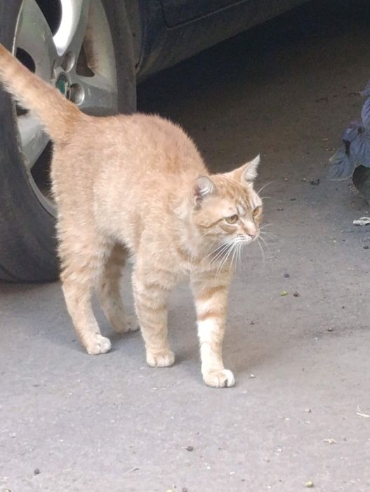 Заберіть гарного милого котика