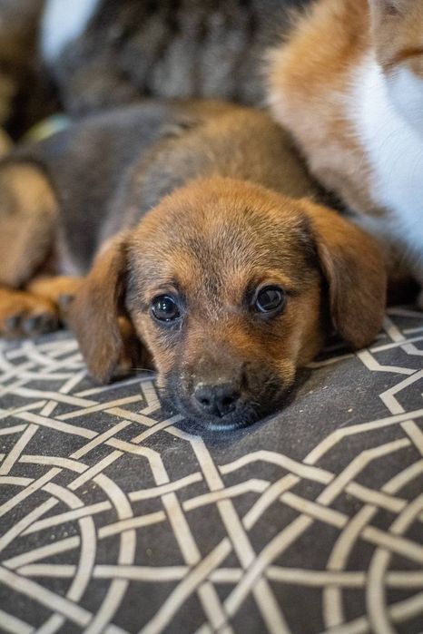 Отдам даром в добрые руки щенков