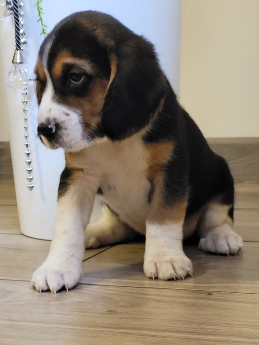 Beagle piękny szczeniak
